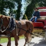 Veh&iacute;culos de tracci&oacute;n animal: tradici&oacute;n y seguridad