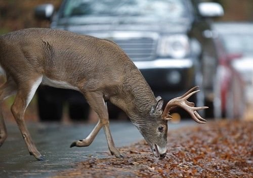 Animales en libertad