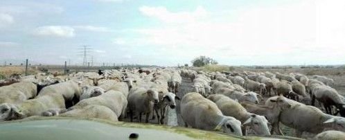 Animales cruzando la calzada
