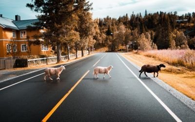 Atropellos a animales: el peligro invisible en nuestras carreteras