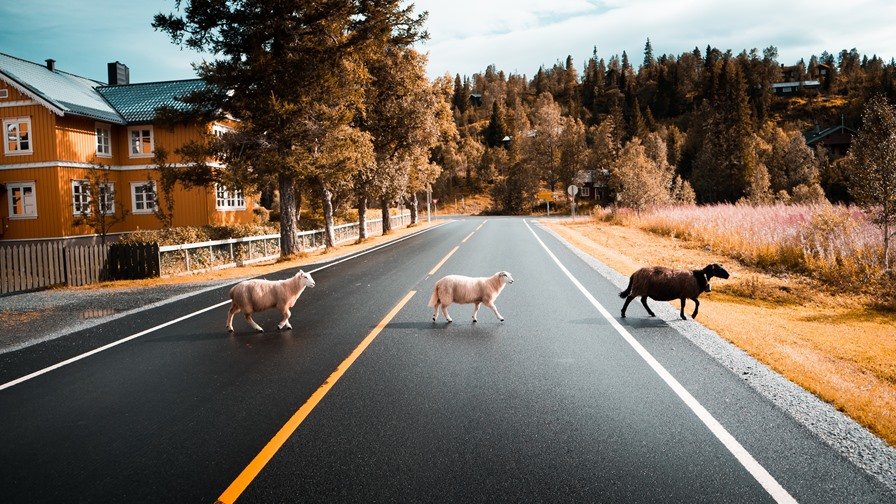 Atropello a animales