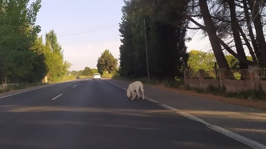 Perro en carretera