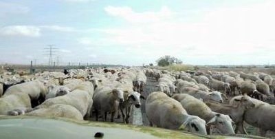 Qu&eacute; son las ca&ntilde;adas y las v&iacute;as pecuarias
