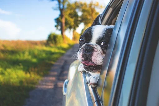 Transportar mascotas en vehículos