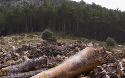 Las biocombustibles avanzados como combustible en el transporte