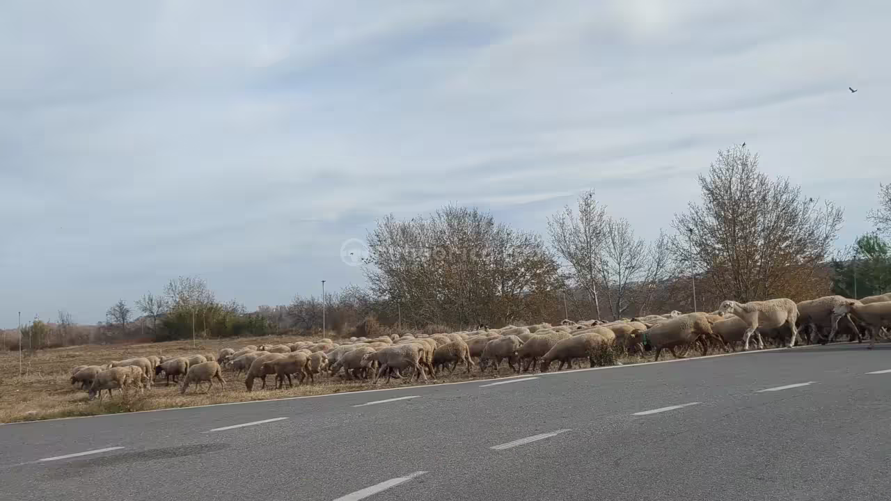 Rebano de ovejas en carretera
